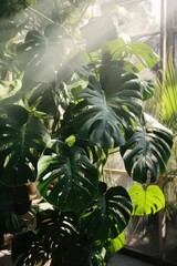 Aufkleber -  Monstera leaves captures the sunlight, showcasing their unique texture and shape in a lively indoor garden