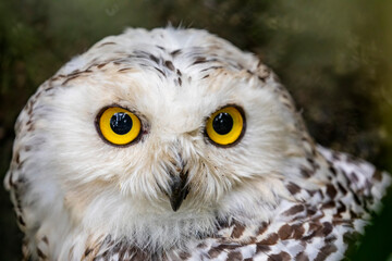 The closeup image of snowy owl (Bubo scandiacus) .
It is a large, white owl of the true owl family. Snowy owls are native to Arctic regions in North America and Eurasia. 