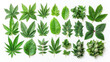 © Exclusive  - Various green leaves of different plant species are arranged neatly against a white backdrop, showcasing their unique shapes and textures