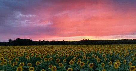 Wall Mural - sunset over the sunflowers field - aerial view