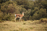 antelope standing in the savanna