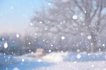 Wall Mural - Blurred snow background. Winter landscape. Trees and plants covered with snow.