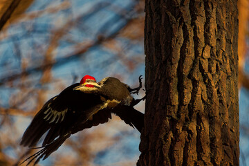 The pileated woodpecker.The bird native to North America.Currently the largest woodpecker in the United States after the critically endangered and possibly extinct ivory woodpeck