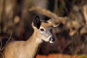 Wall Mural - the white-tailed deer (odocoileus virginianus), also known as the whitetail or virginia deer