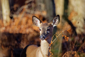Wall Mural - the white-tailed deer (odocoileus virginianus), also known as the whitetail or virginia deer