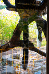 Leopard hanging and resting in a tree