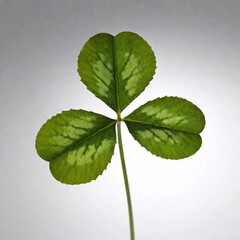 Wall Mural - A high-resolution photorealistic image of a vibrant green four-leaf clover. The clover is perfectly centered on a clean white background, with each leaf meticulously detailed, showcasing intricate vei