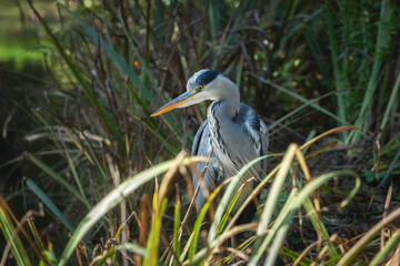 Wall Mural - Side-lit portrait of an adult Grey Heron (Ardea cinerea) among coastal vegetation.