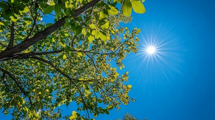 Wall Mural - Sunlight Through the Leaves of a Tree