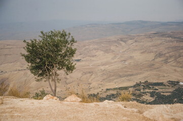 tree in the desert