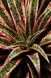 © Pavaphon - Variegated leaf succulent plant Mangave Pineapple Punch
