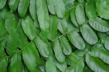 A detailed view of a bunch of fresh green leaves