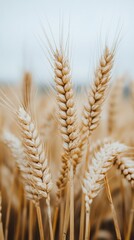 Canvas Print - Dried wheat stalks arranged in a vase against a soft, illuminated background