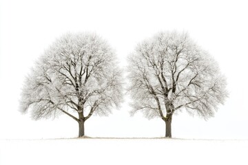 Wall Mural - Two trees stand tall in a snowy landscape