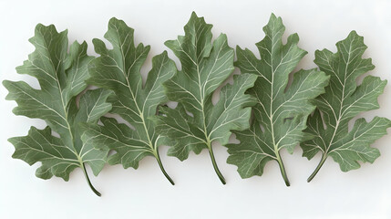 Wall Mural - a row of six green leaves with visible veins arranged in a line on a white background.