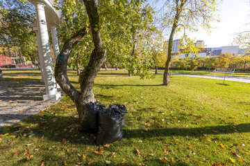 A tree with two black bags on it in a park