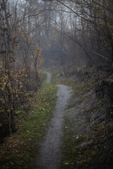 Wall Mural - Mysterious misty foggy walking trail running through a dark forest with fall colors
