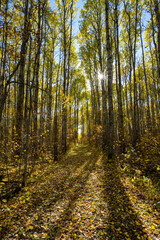 Wall Mural - View down a autumn colored trails through an aspen forest with blue sky and sunburst
