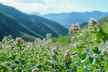 Sticker - Mountain grown wild oregano Fresh raw oregano in fields Natural Greek herb Vibrant oregano flowers Fragrant cooking herbs