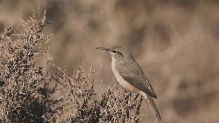 Wall Mural - 4k slow motion video of a Rock Wren looking back and forth, perched on a prickly desert bush in morning sunlight, in the desert of Southern Utah, USA on a fall day.