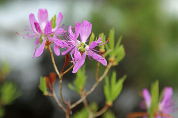 Wall Mural - Pink Azalea flower - Asticou Azalea garden, Maine