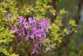 Wall Mural - Azalea flowers - Asticou Azalea garden, Maine