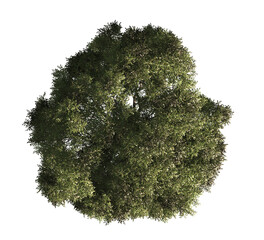 Wall Mural - Single Tree isolated on transparent background. big old tree with green leaves stands alone on transparent background. Isolated tree on white background. top view of cutout tree. Big Old tree Png.