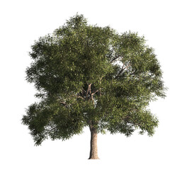 Wall Mural - Single Tree isolated on transparent background. big old tree with green leaves stands alone on transparent background. Isolated tree on white background. side view of cutout tree. Big Old tree Png.