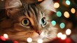 © pornthip - Close Up of Cute Cat with Bokeh Lights