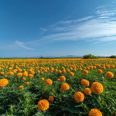 Vibrant marigold field under a clear blue sky