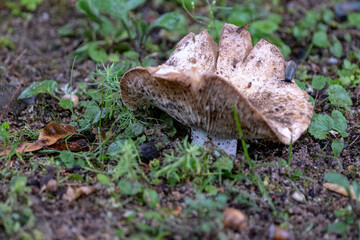 Wall Mural - very dirty old Milk-white brittlegill (Russula delica) mushroom close up shot