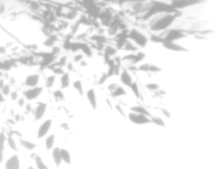 Wall Mural - The shadow of many tree leaves on a white wall. Black and white image for photo overlay or mockup