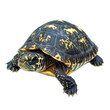 © Yadi - Close-up of a Beautiful Exotic Turtle