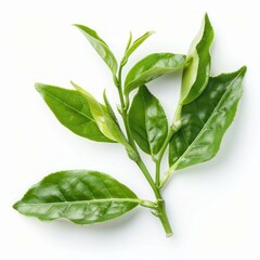 Wall Mural - Fresh tea branch with green leaves growing on a white background