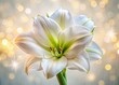 © chaowalit - White Amaryllis Macro, Rule of Thirds, Festive Floral Greeting Card