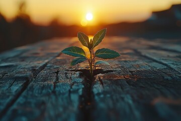 Wall Mural - A Small Plant Growing Through a Crack in Wooden Planks at Sunset