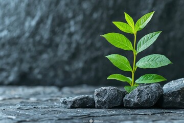 Wall Mural - A Single Green Plant Sprouting Amidst Grey Stones