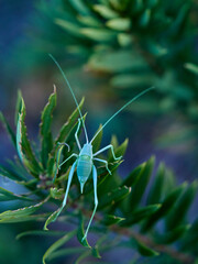 Wall Mural - Long-legged green grasshopper. Smooth Striped Bush-cricket. Genus Odontura