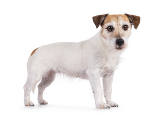 Wall Mural - Cute old Jack Russell dog, standing side ways. Looking straight to camera. Isolated on a white background.