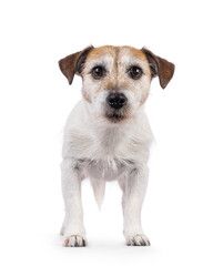 Wall Mural - Cute old Jack Russell dog, standing facing front. Looking straight to camera. Isolated on a white background.