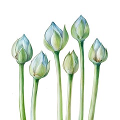 Canvas Print - Watercolor Painting of Six Lotus Buds on White Background.