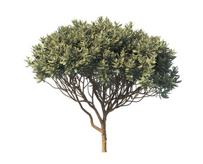 bush tree isolated on transparent background. single fence bush png. green shrub tree isolated on tr