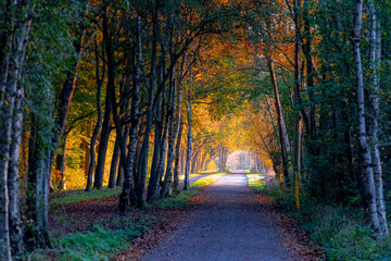 Wall Mural - Autumn landscape, Nature walkway with warm sunrise in the morning, Colourful yellow orange leaves on trees, Amsterdamse Bos (Forest) Park in the municipalities of Amstelveen and Amsterdam, Netherlands