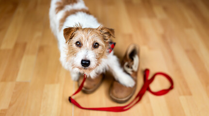 Wall Mural - Cute healthy terrier dog waiting for a walk with her leash and owner's shoes. Dog sitter.