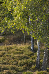 Wall Mural - a forest with many birch trees, birch forest in summer, sunshine in the birch forest, sunbeams on birch trees, beautiful shining green leaves, wild meadow in the sunshine