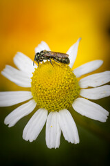 Wall Mural - bee on daisy