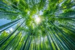 © Adobe Contributor - Bamboo forest in Arashiyama, Kyoto, Japan