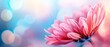 A pink flower on a blue and pink background