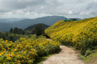 Thung Dok Bua Tong or Wild Mexican Sunflowers Fields blooming at Doi Khun Yuam, Mae Hong Son, Thailand.