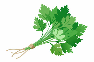 Wall Mural - Coriander or cilantro (herb) tied in a bunch with twine, isolated on white